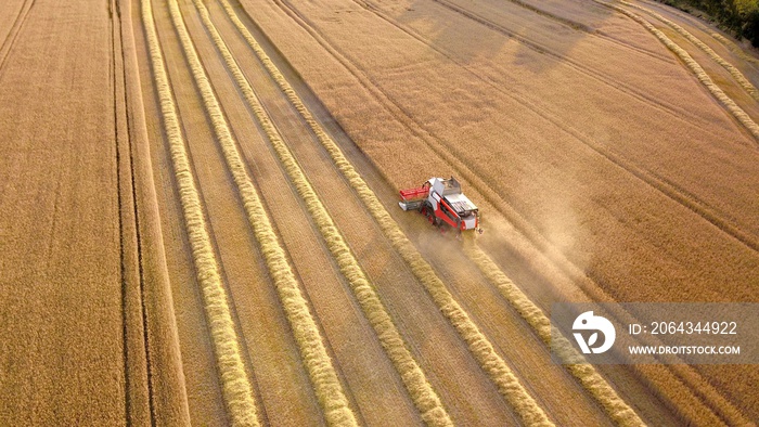 Mähdrescher staubt bei der Ernte auf einem Getreidefeld kurz vor Sonnenuntergang im Sommer