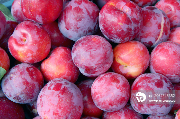 Organic red plums fruit in local farmers market.