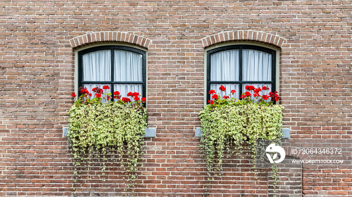 背景是经典的农民或种姓窗户，窗户上有红色的天竺葵和悬挂的植物