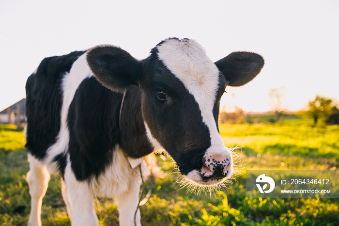 young calf portrait at sunset in the paddock