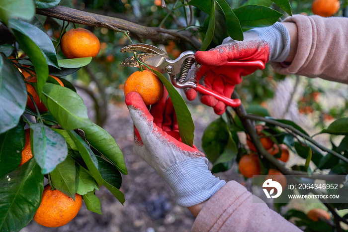 戴着工作手套和割线钳的农民在h期间从树枝上切下新鲜成熟的橙子