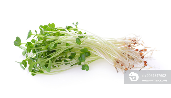 alfalfa sprouts or kai wah-rei on white background