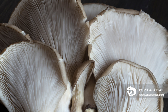 Oyster mushrooms