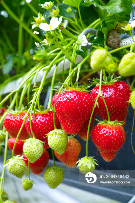 Ripe juicy strawberry, new harvest in greenhouse