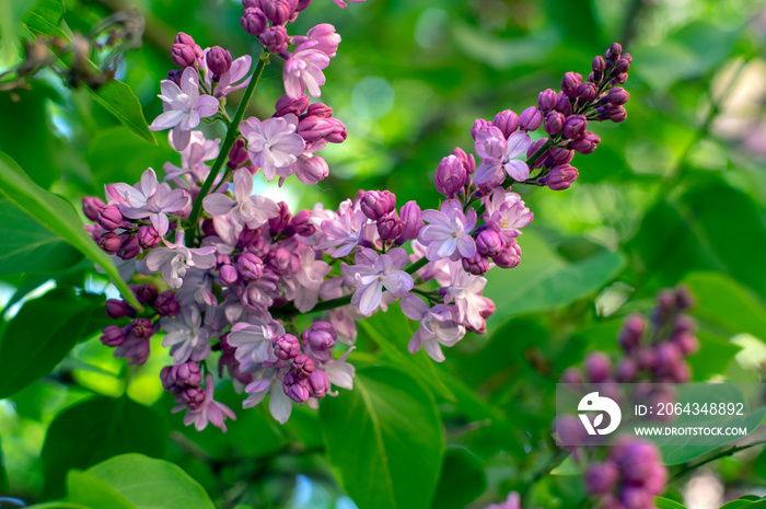 Syringa vulgaris violet purple flowering bush, groups of scented flowers on branches in bloom, commo