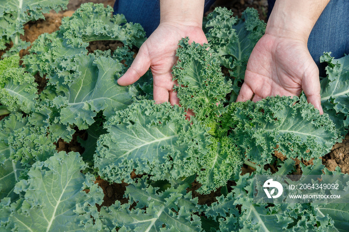 Gardener hand holding kale leaf for inspection quality in organic farm.