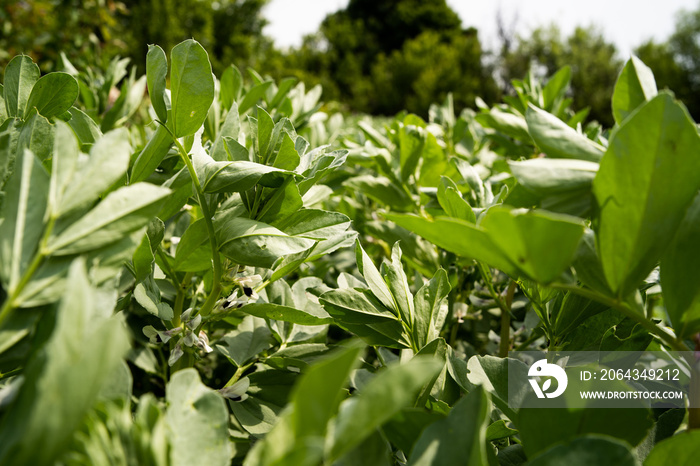 Vicia faba sativa broad bean fava bean faba, crops on the farm field