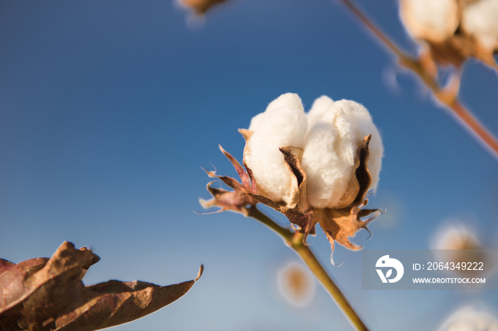 Fields on cotton ready for harvesting in Oakey, Queensland