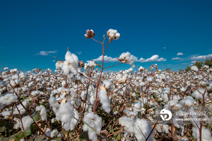 Cotton field in cloudy blue sky