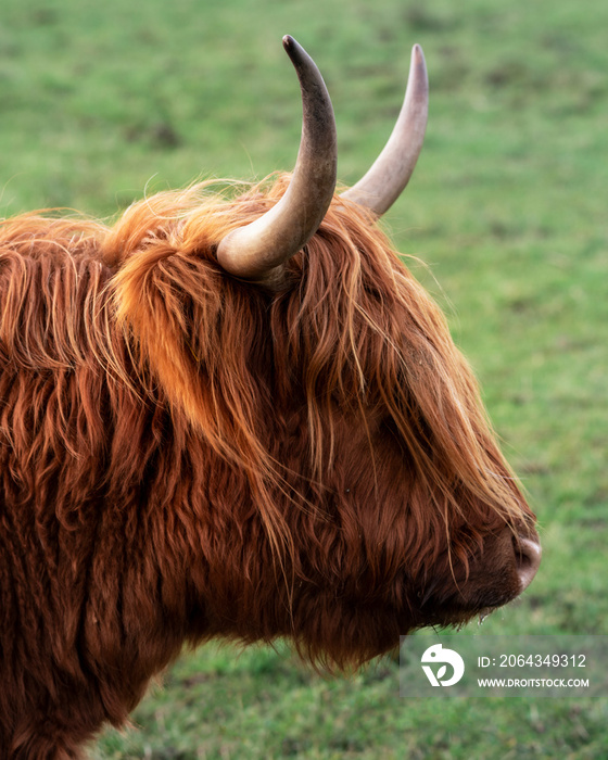 苏格兰高地奶牛