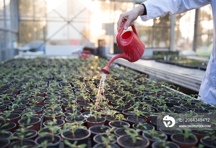 农学家给温室里的植物浇水