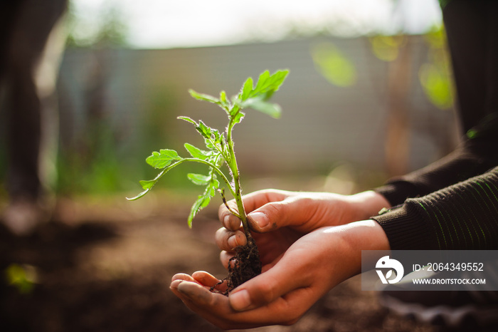 Closeup of a tomato seedling in the hands of a young boy ready to plant it into the soil at the gard