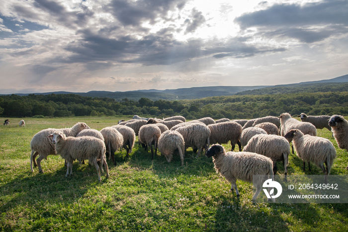 羊群在美丽的山地草地上吃草