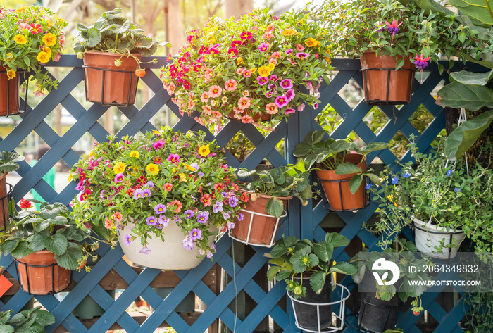 colourful petunia flowers hanging with fence