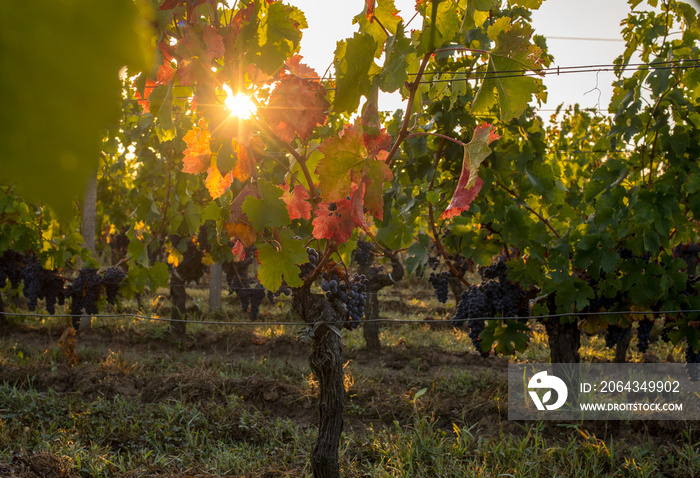 Morning light in the vineyards of Saint Georges de Montagne near Saint Emilion, Gironde, France