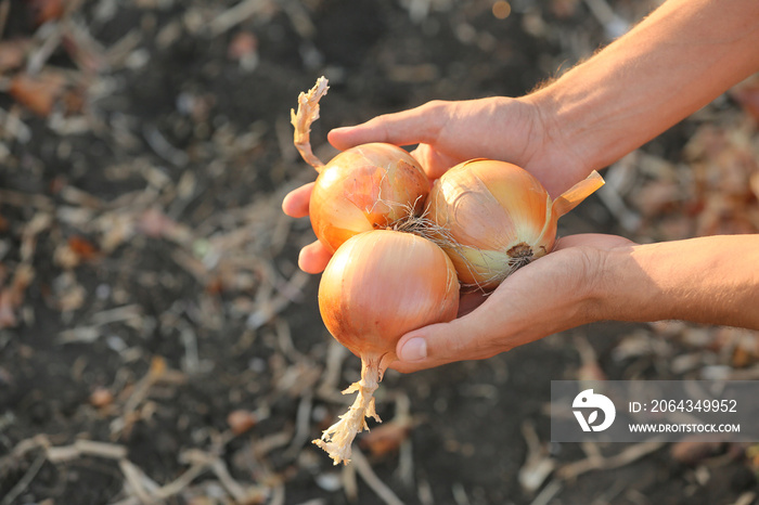 Male farmer with gathered onions in field, closeup