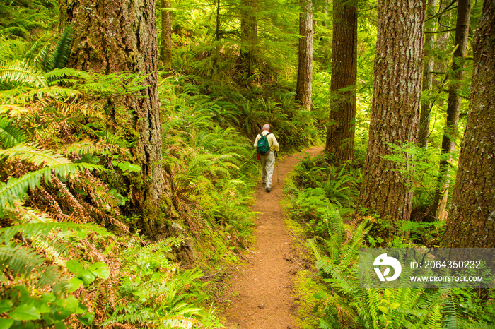 One man hiking through an old growth Douglas Fir forest on he Oregon Coast Trail near Cape Perpetua