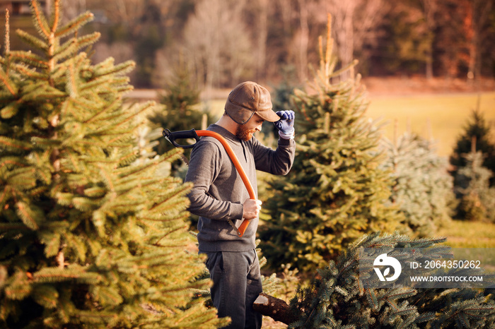 Young man looking at spruce trees