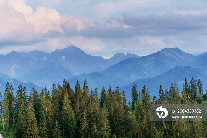 Pine tree forest