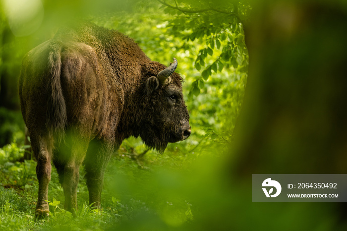 欧洲野牛（Wisent）/野牛bonasus/波兰喀尔巴阡山Bieszczady山。