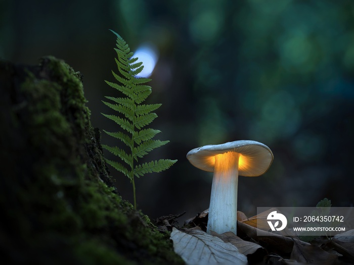 The mysterious world of fungi comes alive under moonlight. All under the supervision of a fern.