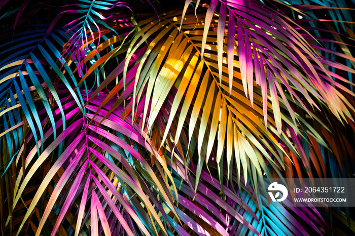 Beautiful, many colorful palm leaves forming a background