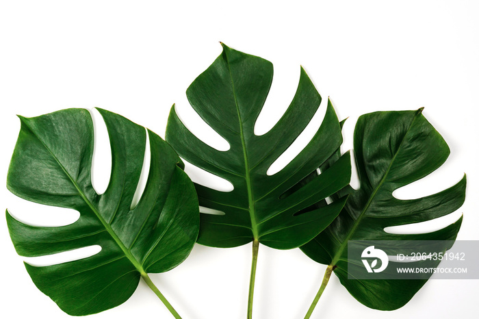 Monstera green leaf isolated on white background in flat lay style and top view.