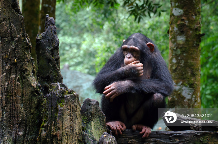 年轻的黑猩猩坐在岩石旁