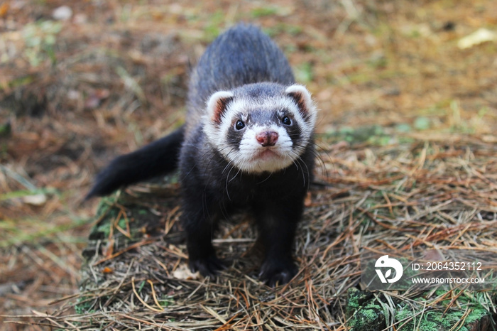 Sable ferret posing on moss deep in summer forest. Fluffy ferret pet posing in the forest