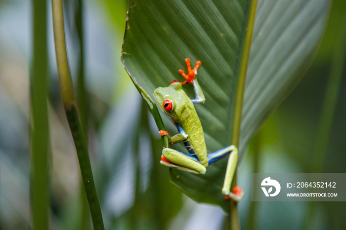 Red eyed tree frog between the leaves of a green plant in Tortuguero National Park in Costa Rica