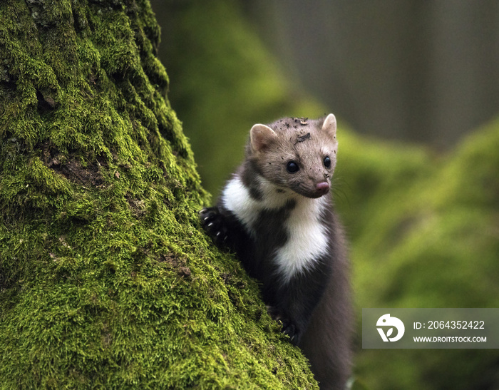 Stone marten on an old tree. Detail portrait of forest animal.
