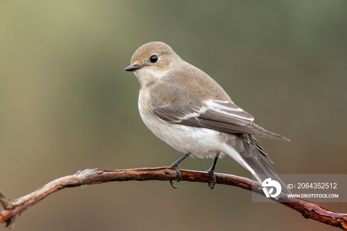 Cerrojillo捕蝇草（Ficedula hypoleuca）西班牙