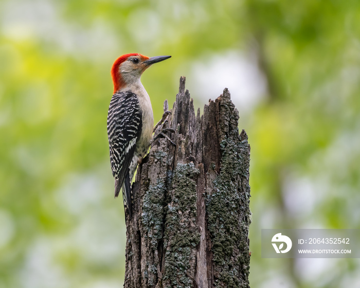 Male red-bellied woodpecker perched on a lichen cover tree stump