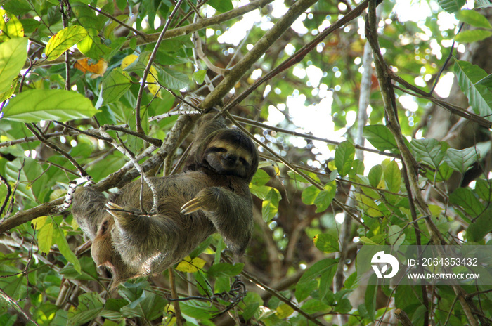 three-toed sloth in the tree - Costa Rica