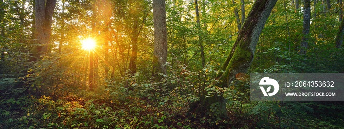 Picturesque panoramic view of the dark mysterious evergreen pine forest. Ancient trees, moss and pla