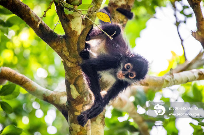 Cute adorable spider monkey close up natural habitat in jungle