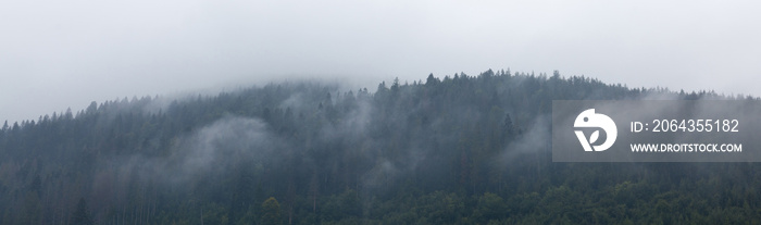 Mist forest landscape, mountain fog.