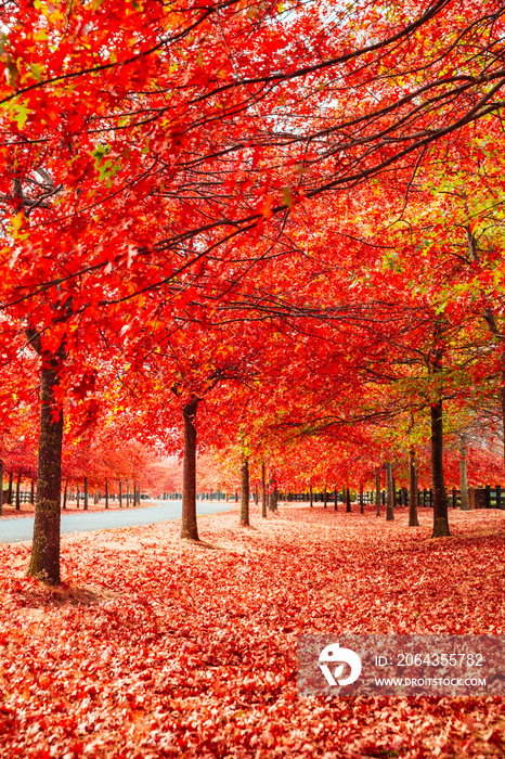 Beautiful Trees in Autumn Lining Streets of Town in Australia