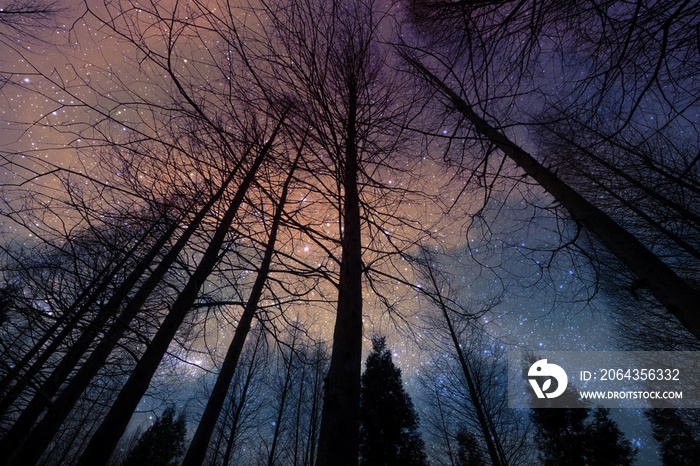 夜晚干燥的森林和松树的黑暗轮廓透视图，背景是星空