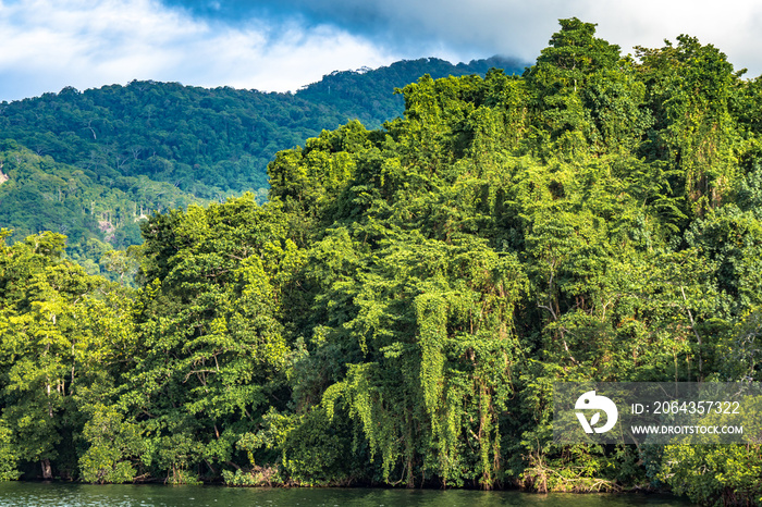 Tropical jungle in remote islands of Papua New Guinea