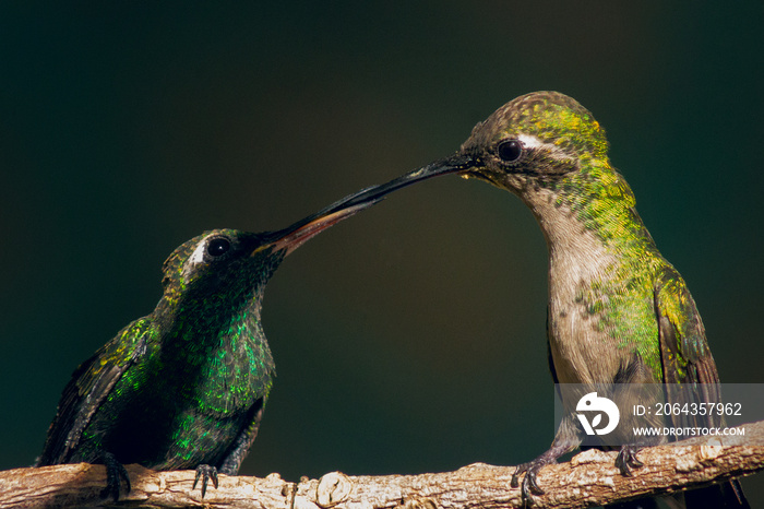 A shot of two amazing Hummingbirds perching on a tree branch and kissing on a blurry background