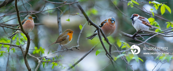 红Robin（Erithacus rubecula）和Chaffinch（Fringilla coelebs）和家雀（Passer domestica）