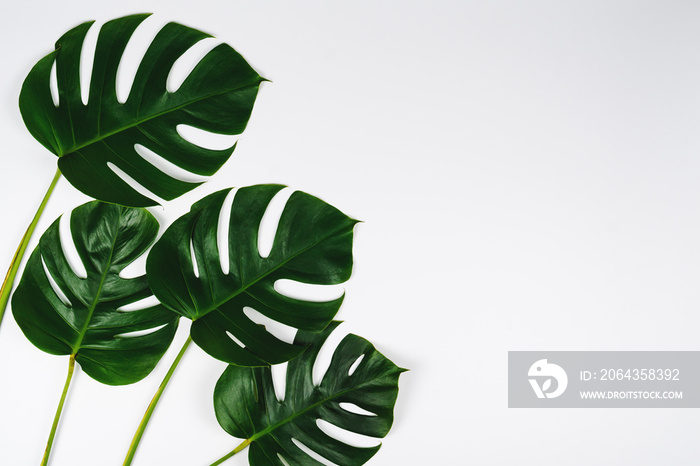 Monstera green leaf isolated on white background in flat lay style and top view.