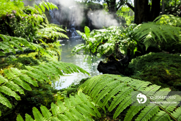 热带瀑布雨林自然背景中的野生绿色蕨类植物叶子特写