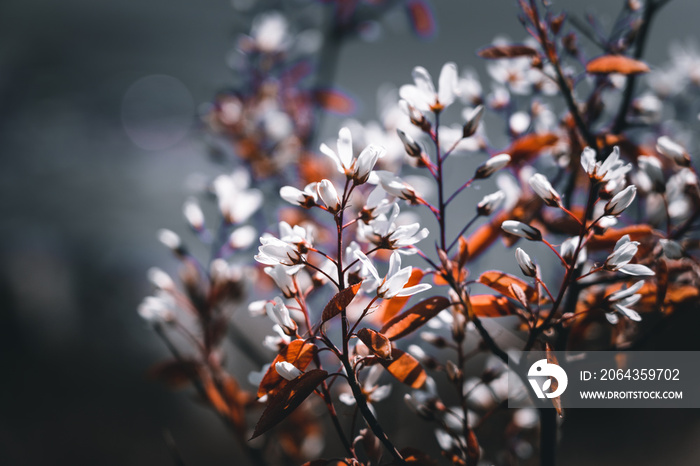 Spring blossom flowers in black moody style with blurred background, selective focus.