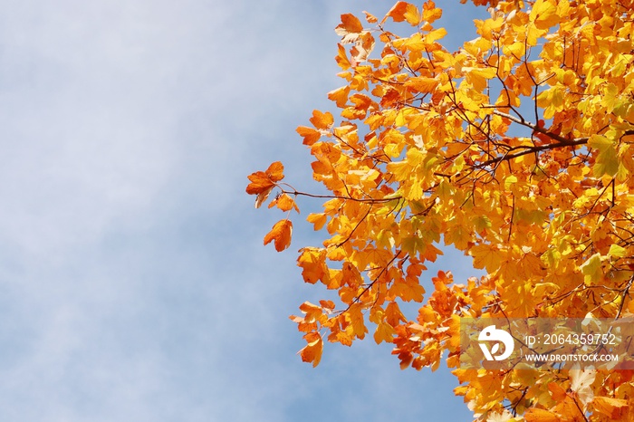 Colorful autumn leaves and branches with blurred nice blue and clouds sky background during autumn i