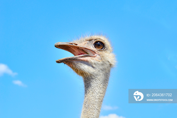 Portrait of an ostrich against the blue sky close up