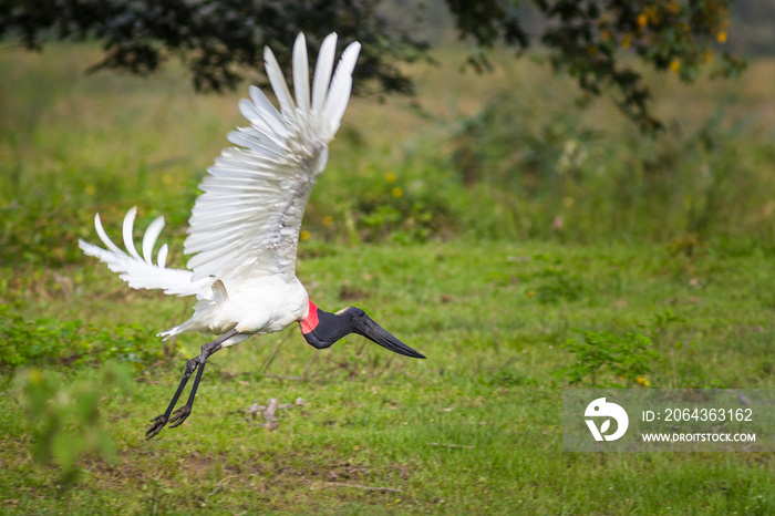 Jabiru（Jabiru Mycteria）飞行-南马托格罗索州-巴西