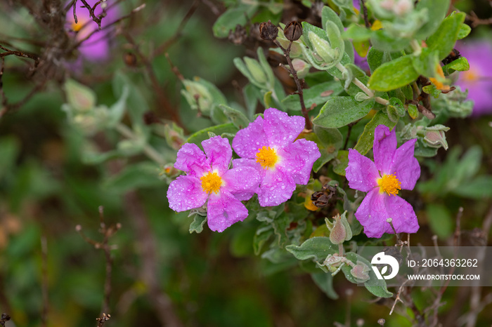 Cistus Albidus在雨天种植。葡萄牙阿尔加维。