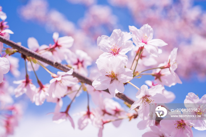 満開の桜